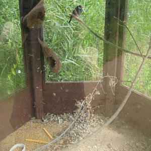 Vogelpark Niendorf - Java sparrow cage