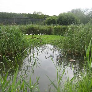 Vogelpark Niendorf - Abdim's stork/sacred ibis exhibit