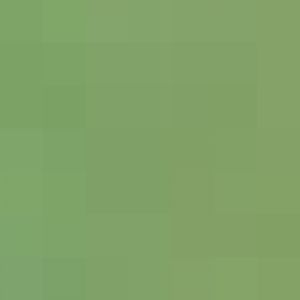 Hanuuan And Orangutan