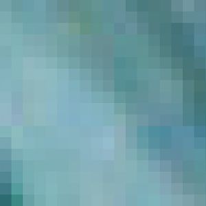 Tree Kangaroo And Echidna