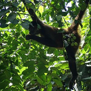 Black-handed spider monkey