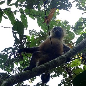 Black-handed spider monkey