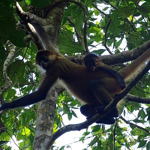 Black-handed spider monkey
