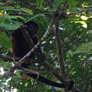 Mantled howler monkey