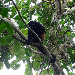 Mantled howler monkey