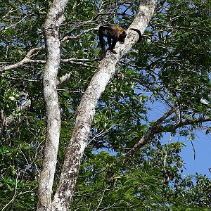Mantled howler monkey