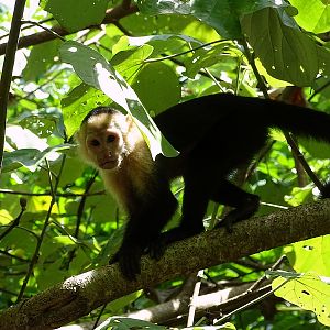 White-shouldered capuchin