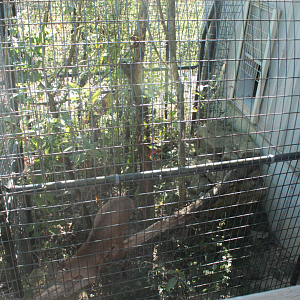 Red Wolf Sanctuary - 1 of Many Bobcat Exhibits