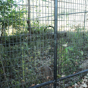 Red Wolf Sanctuary - One of Many Bobcat Exhibits