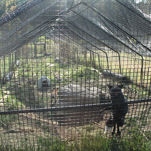 Red Wolf Sanctuary - One of Three Red Fox Exhibit