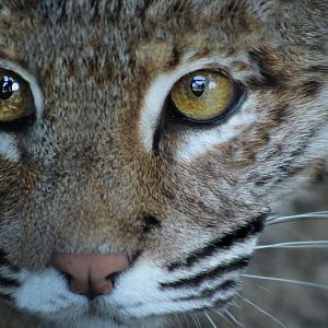 Red Wolf Sanctuary - Bobcat