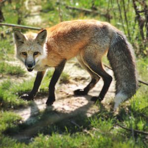 Red Wolf Sanctuary - Red Fox