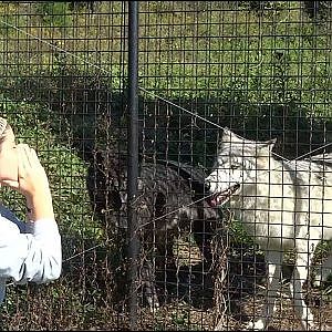 Getting Wolves to Howl - Video