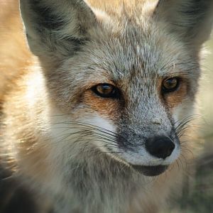 Red Wolf Sanctuary - Red Fox