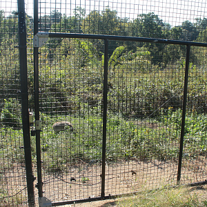 Red Wolf Sanctuary - One of Many Coyote Exhibits