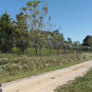 Red Wolf Sanctuary - One of Many Grey Wolf Exhibits
