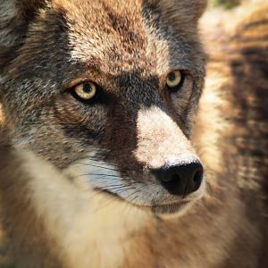 Red Wolf Sanctuary - Coyote