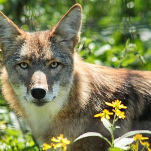 Red Wolf Sanctuary - Coyote
