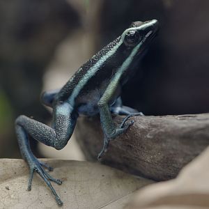 Pleasing poison dart frog