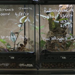 Dart froglet rearing tanks