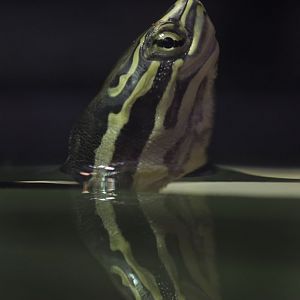 Annam leaf turtle juvenile