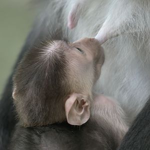 Cherry-crowned mangabey infant suckling
