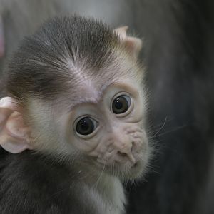 Cherry-crowned mangabey infant