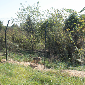 Red Wolf Sanctuary - One of Many Coyote Exhibit