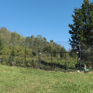 Red Wolf Sanctuary - One of Many Grey Wolf Exhibits