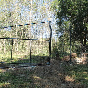 Red Wolf Sanctuary - Coydog Exhibit