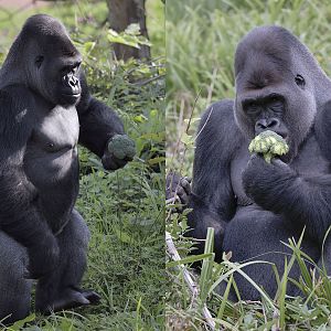 Kivu gets a stroke of luck