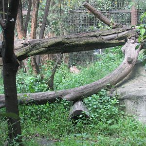 part of puma exhibit