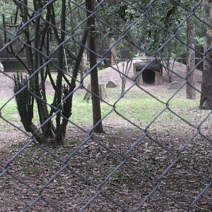 mexican wolf exhibit -  den for cubs
