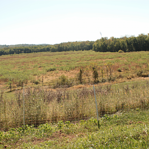 Red Wolf Sanctuary - Future Elk Enclosure