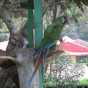 mexican military macaw