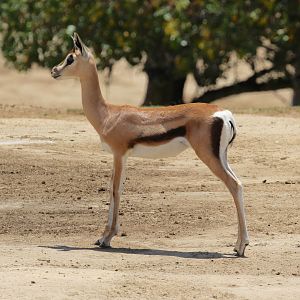 Thomson's or Grant's Gazelle?