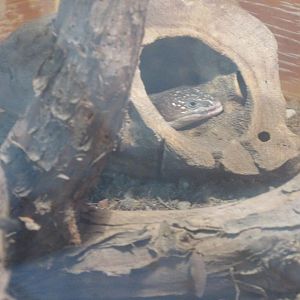 imbricate alligator lizard