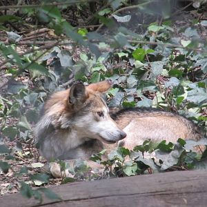 mexican wolf