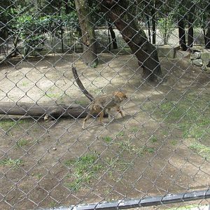 part of coyote exhibit