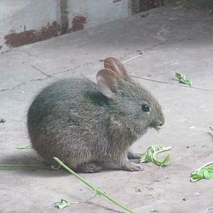 juvenile volcano rabbit or teporingo