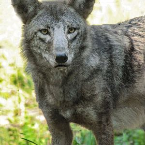 Red Wolf Sanctuary - Coydog