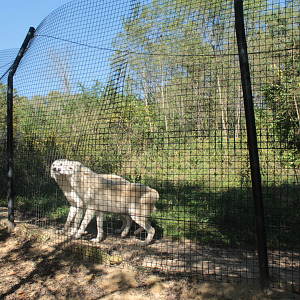 Red Wolf Sanctuary - Grey Wolf Exhibit
