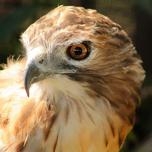 Red Wolf Sanctuary - Red-tailed Hawk