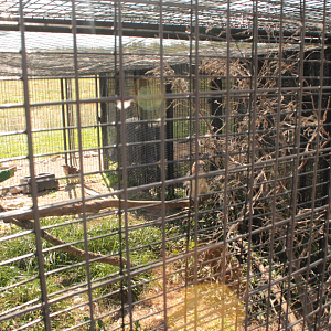 Red Wolf Sanctuary - Red-tailed Hawk Exhibit