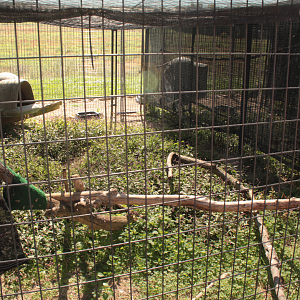 Red Wolf Sanctuary - Great Horned Owl Exhibit