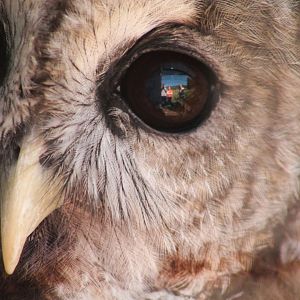 Red Wolf Sanctuary - Barred Owl