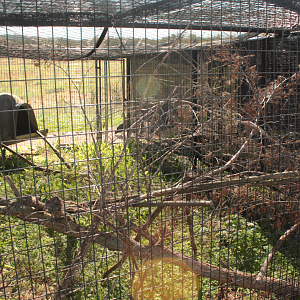 Red Wolf Sanctuary - Barred Owl Exhibit