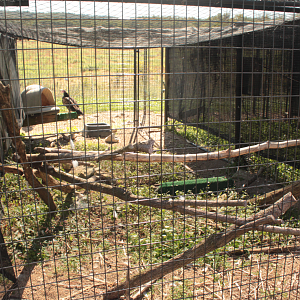 Red Wolf Sanctuary - Turkey Vulture Exhibit