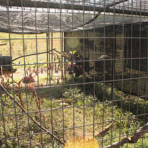 Red Wolf Sanctuary - Red-shouldered Hawk Exhibit