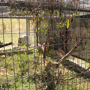 Red Wolf Sanctuary - Great Horned Owl Exhibit